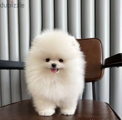 Pomeranian puppy teacup