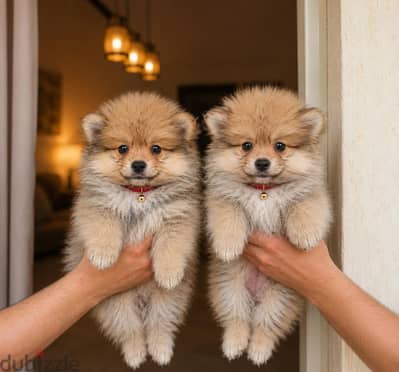 Pomeranian Puppies for Sale 