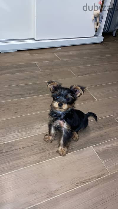 A puppy for adoption