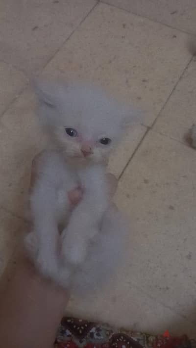 قط شيرازي شهرين للبيع
