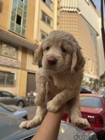 Golden retriever puppies جولدن ريتريفر