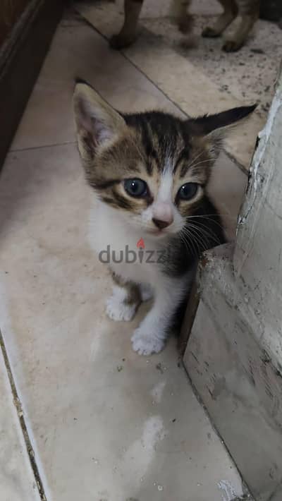 قطط جميلة للتبني تدي على فصيلة الراغدول شوية و Aegean Cat