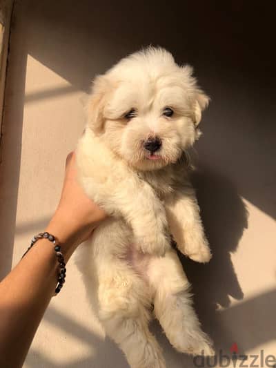 Havanese هفانيز