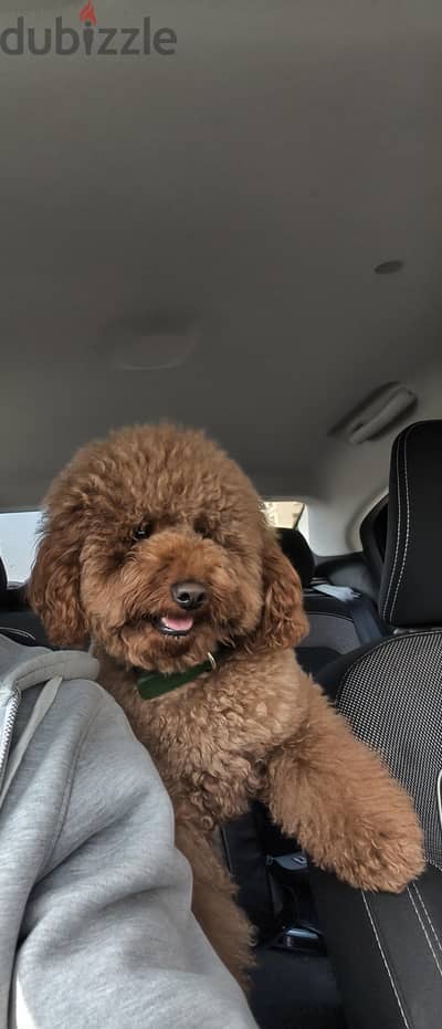 miniature poodle from Ukraine for mating
