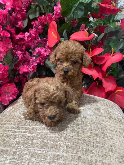 Jewels Dogs – Premium Toy Poodle Puppy for Sale