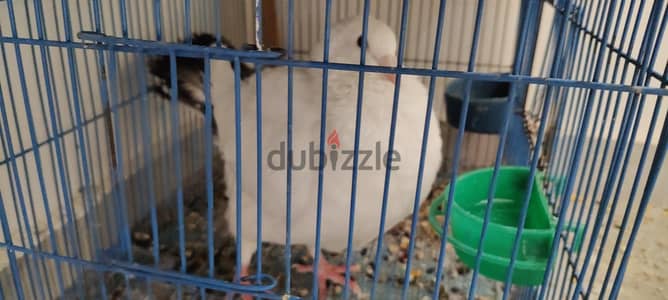 يوجد نتاية للبيع