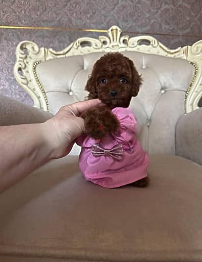 puppies  poodle