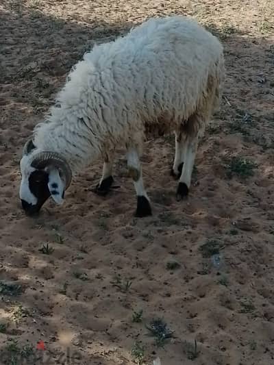 المنصوره