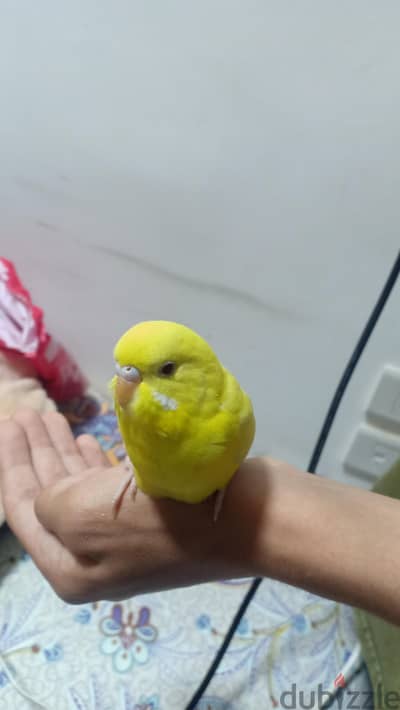 بادجي لاتيني مروض اليف جدا