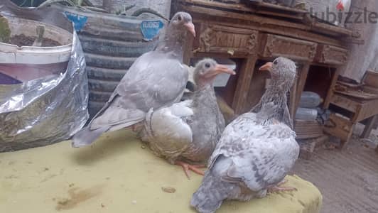 زغاليل زاجل