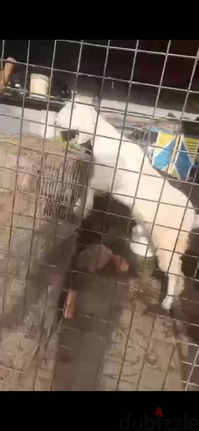جدي تربيه بيتي حاجه نضيفه بما يرضي الله