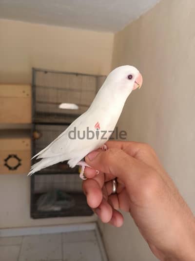 السيدة زينب