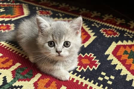 2 females British short hair