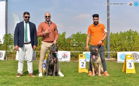 cane corso male for mating