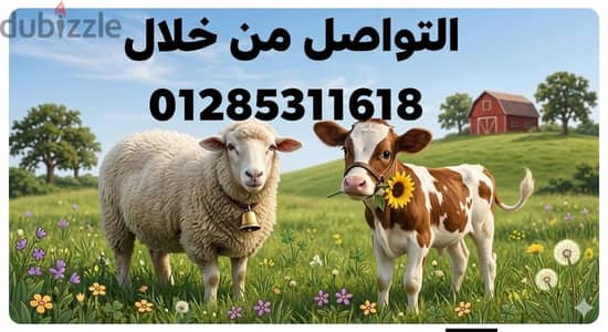 ذبح أضحية العيد