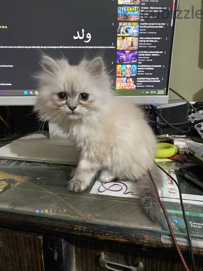 قط راجدول ذكر Ragdoll male cat