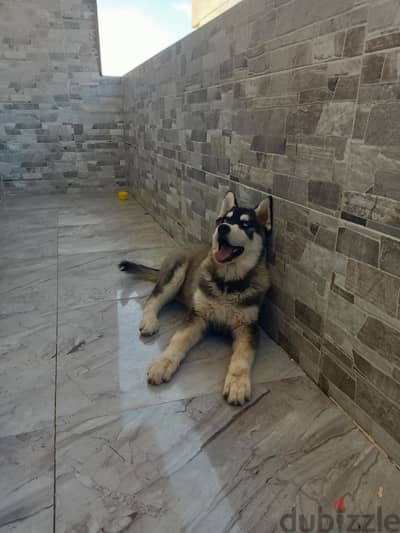 راس غارب البحر الاحمر