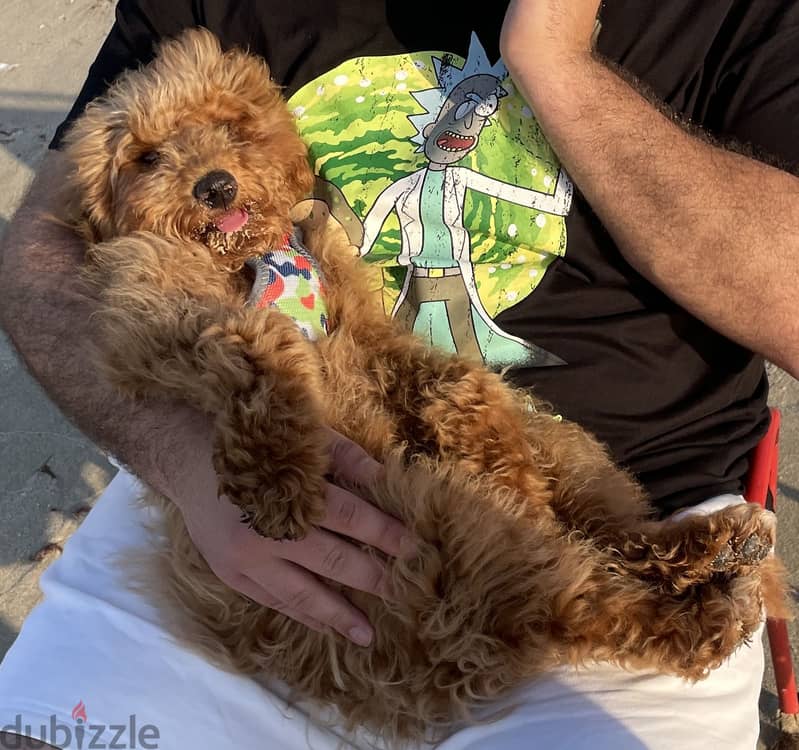 Pure boodle breed 1