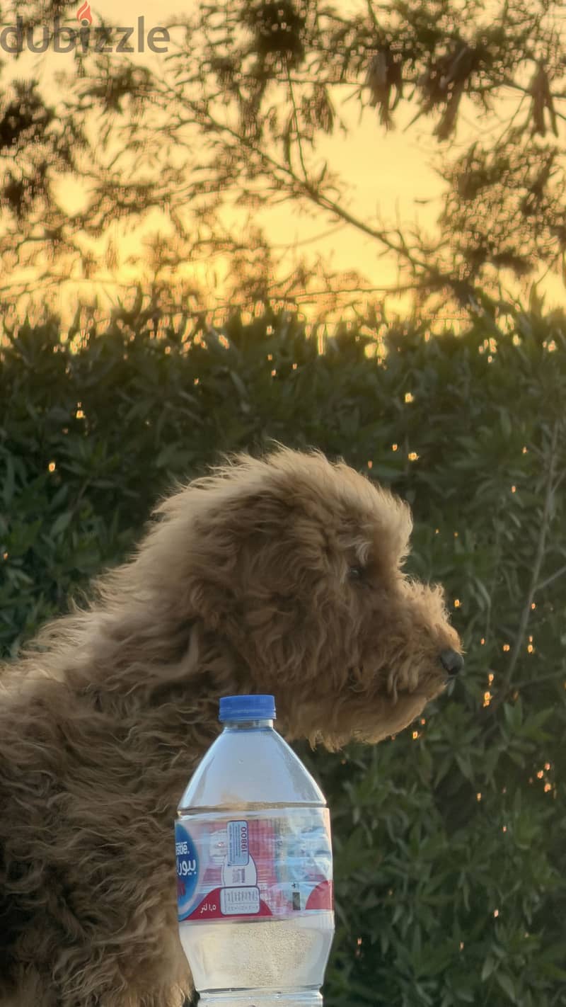 Pure boodle breed 2