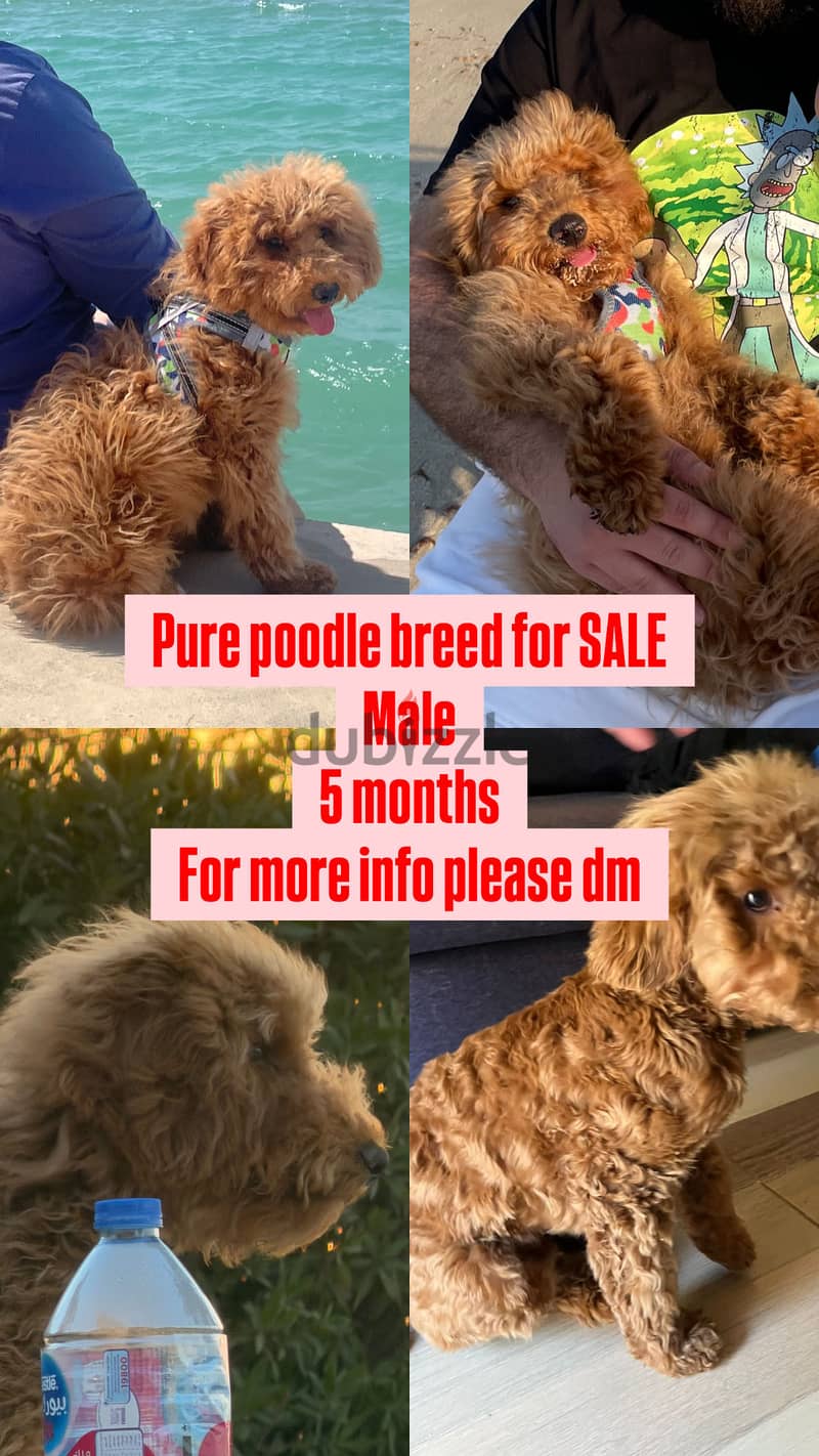 Pure boodle breed 3