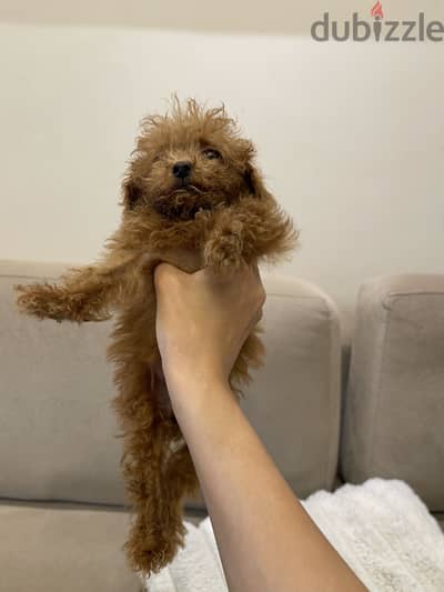 Tea cup poodle, 3 months, pure and beautiful