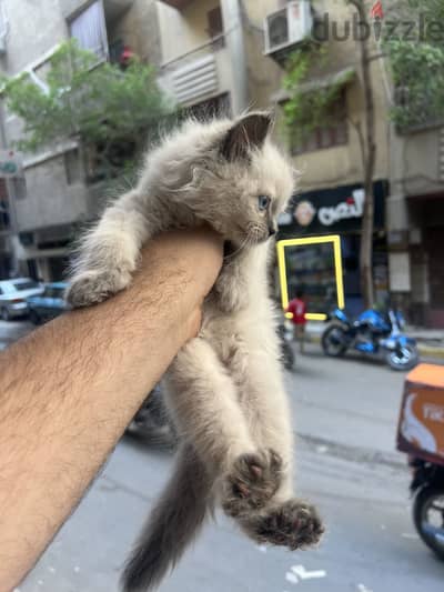 بنوته همالايا بيور