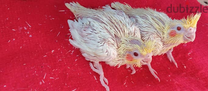 زغلولين كوكتيل لاتينى عين حمرا للتأكيل اليدوى والتدريب