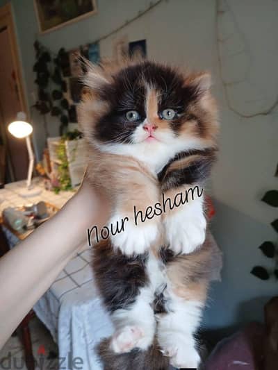 بنوته كاليكو كلاسيك اب فان زورار توب