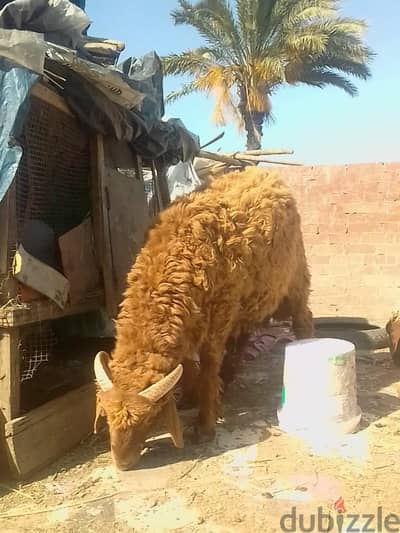دكر ونتايه رحمانى عمر سنه ونص خالى من العيوب الشرعيه