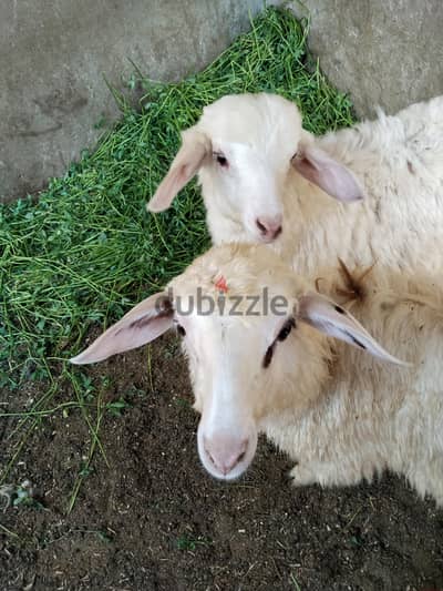 امبابه