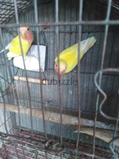 روز شباب