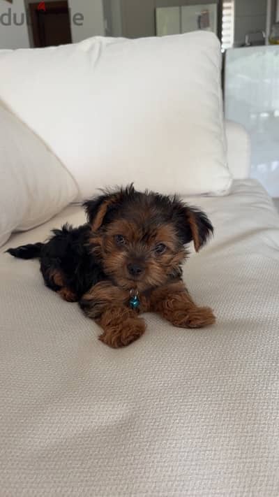 mini teacup Yorkshire terrier
