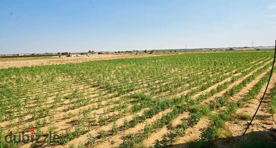 144 فدان مزرعة للبيع مجهزة بالكامل ومنتجة  - طريق مصر اسكندرية الصحراوي
