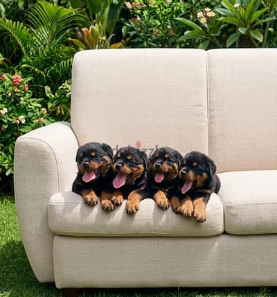 Purebred Rottweiler puppies, male and female, waiting for a home d