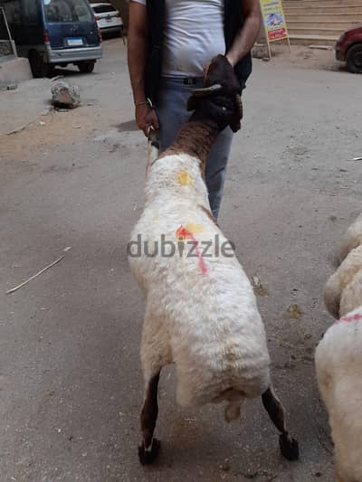 عرض  خروف 5٧ كيلو أضحية ب 11000 والدبح والتغليف مجنانا