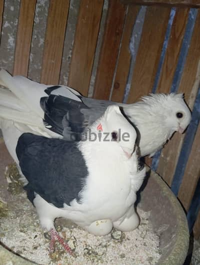للبدل بعاصافير