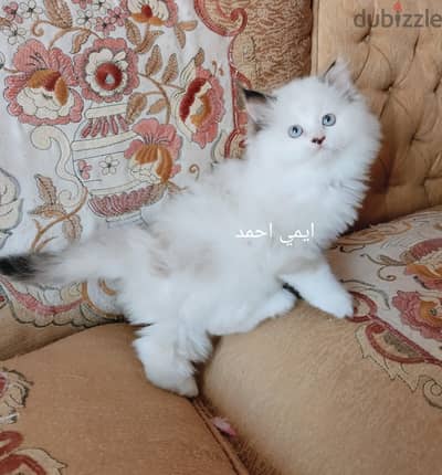 دباديب راغدول وهاف بيكي  جاهزين لبتهم الجديد
