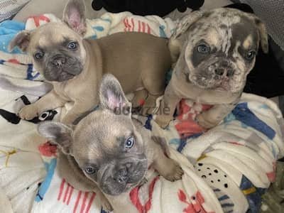 Frinsh bulldog فرينش بولدوج