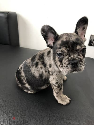 Frinsh bulldog فرينش بولدوج