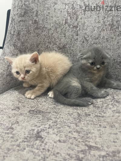 scottish kittens/cat قطط سكوتش فولد