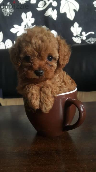 Poodle teacup بوديل
