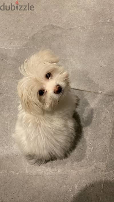 Griffon  dog for adoption