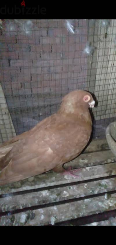 شبرا مصر