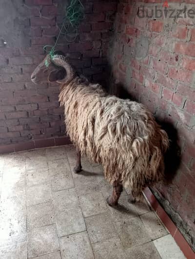 خروف برقي