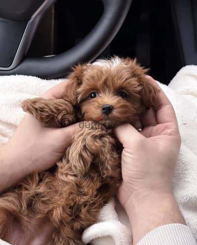 Maltipoo مالتي بو - toy poodle توي بودل