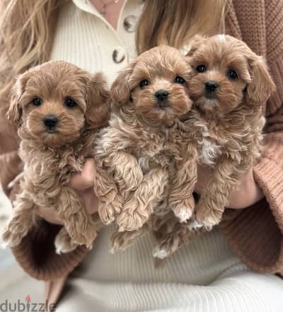 Maltipoo puppies مالتي بو  - toy poodle توي بودل