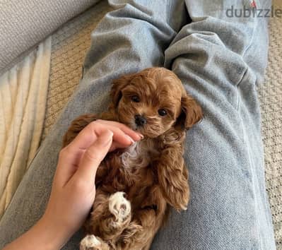 Maltipoo toy poodle مالتي بو توي بودل