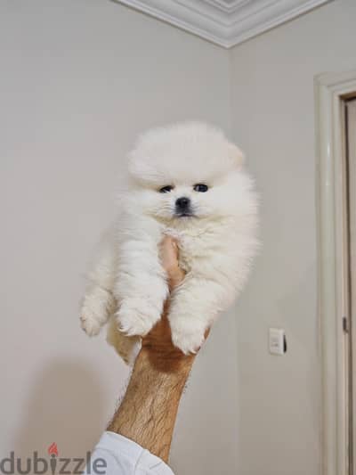 pomeranian بومرينيان