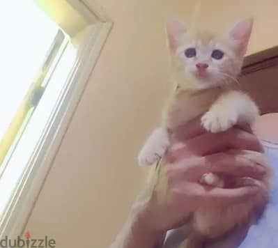 قط شيرازي 47 يوم