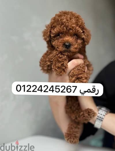 poodle dark red